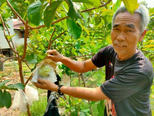 🌾สพอ.บางซ้าย ถิ่นทุ่งทอง🌾 🌟ส่งเสริมการปลูกผักปลอดภัย บ้านประธานผู้นำ อช.